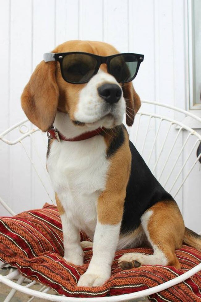 Hình ảnh chú chó đeo kính lịch lãm
