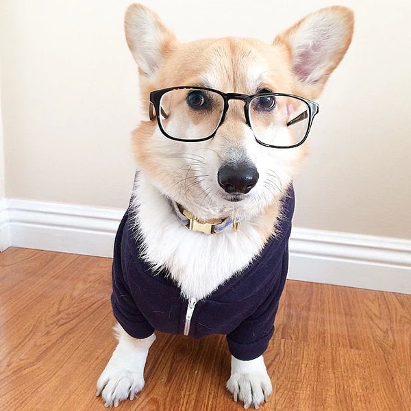 Hình ảnh chó đeo kính đáng yêu nhất