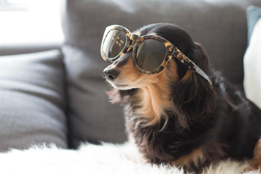 Hình ảnh chó đeo kính dễ thương