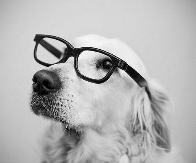 Hình ảnh chó đeo kính đẹp