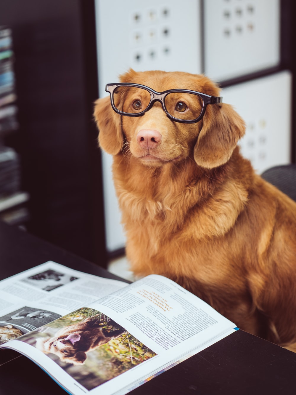 Hình ảnh chú chó đeo kính học bài
