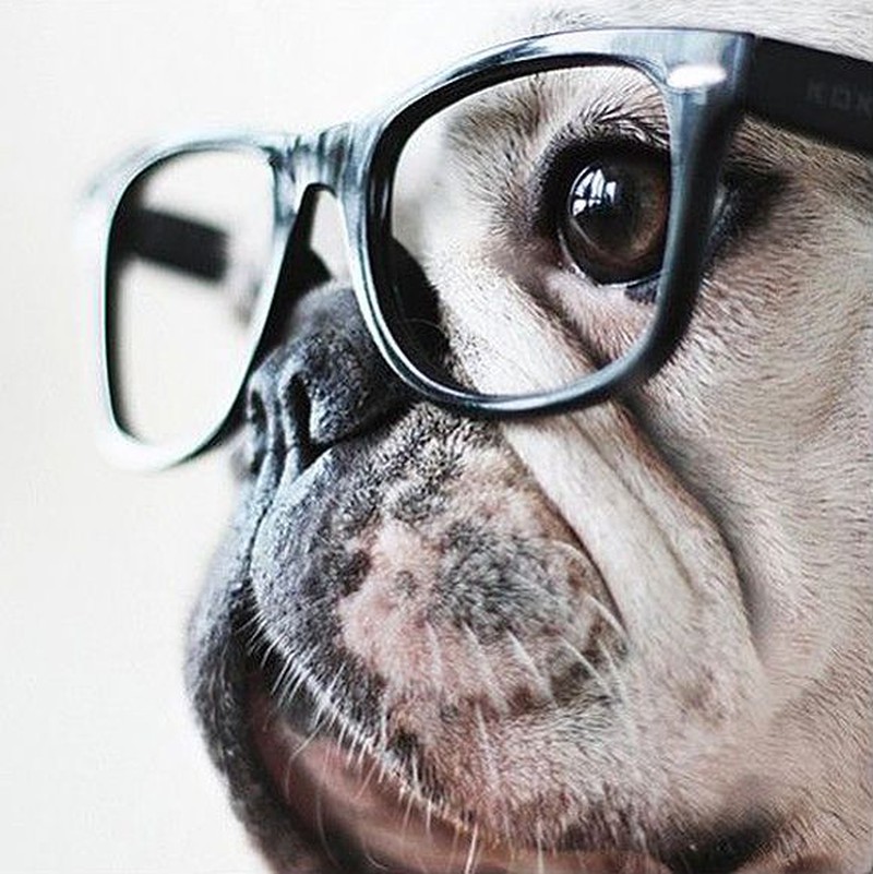Hình ảnh chó đeo kính lãng tử