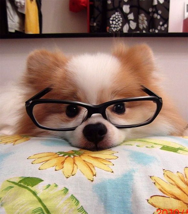 Hình ảnh chó đeo kính