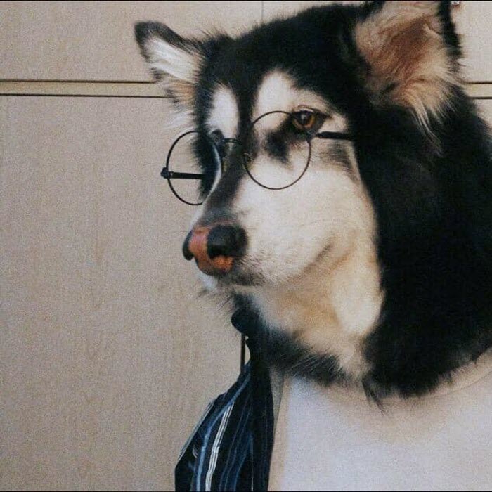 Hình ảnh chó đeo kính
