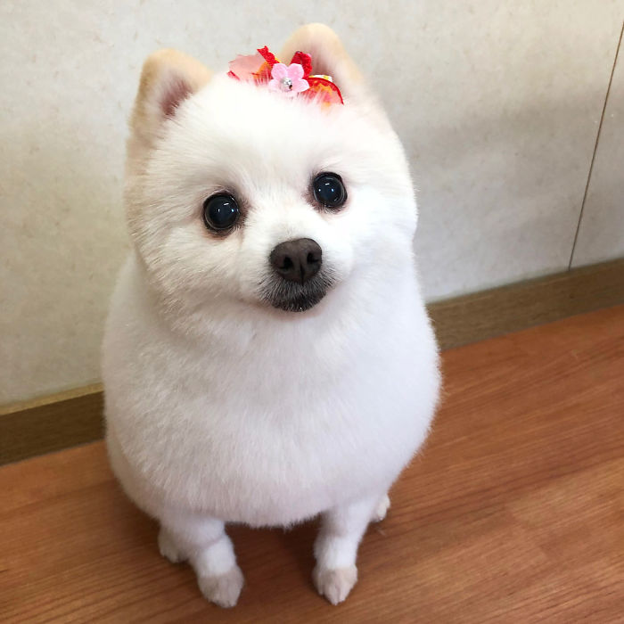 Hình ảnh dễ thương của một con chó đeo nơ