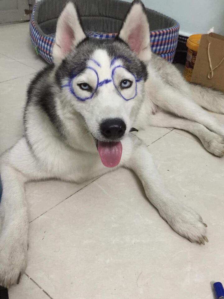 Hình ảnh chó Husky đeo kính hài hước đẹp