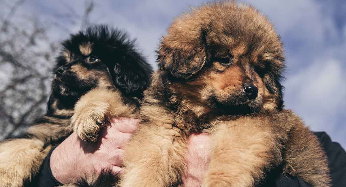 Hình ảnh Mastiff Tây Tạng dễ thương