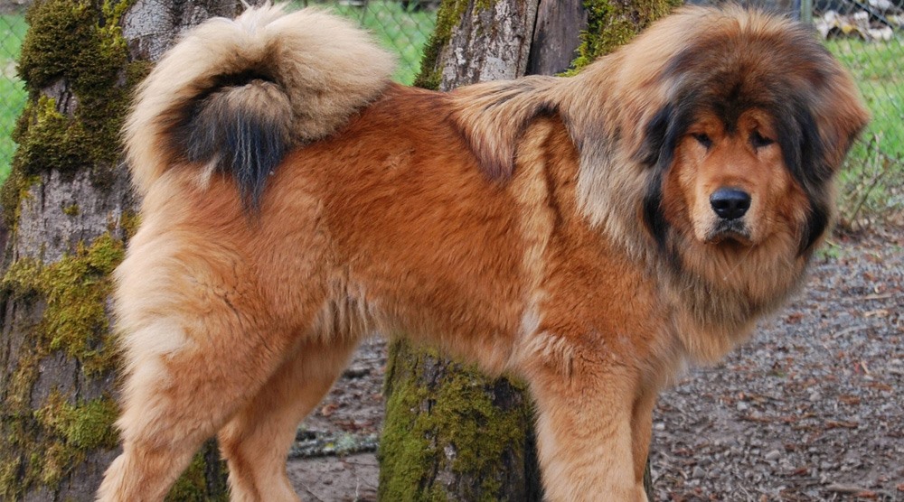 Hình ảnh chó ngao Tây Tạng nuôi nhốt