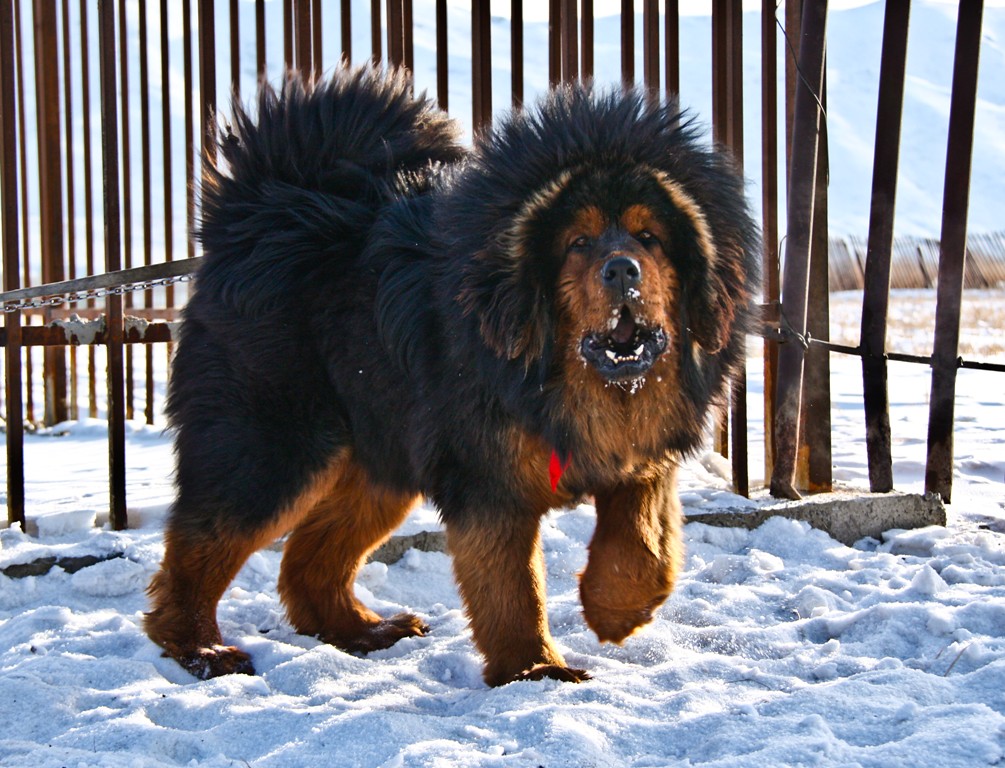Hình ảnh chó Ngao Tây Tạng ở xứ lạnh