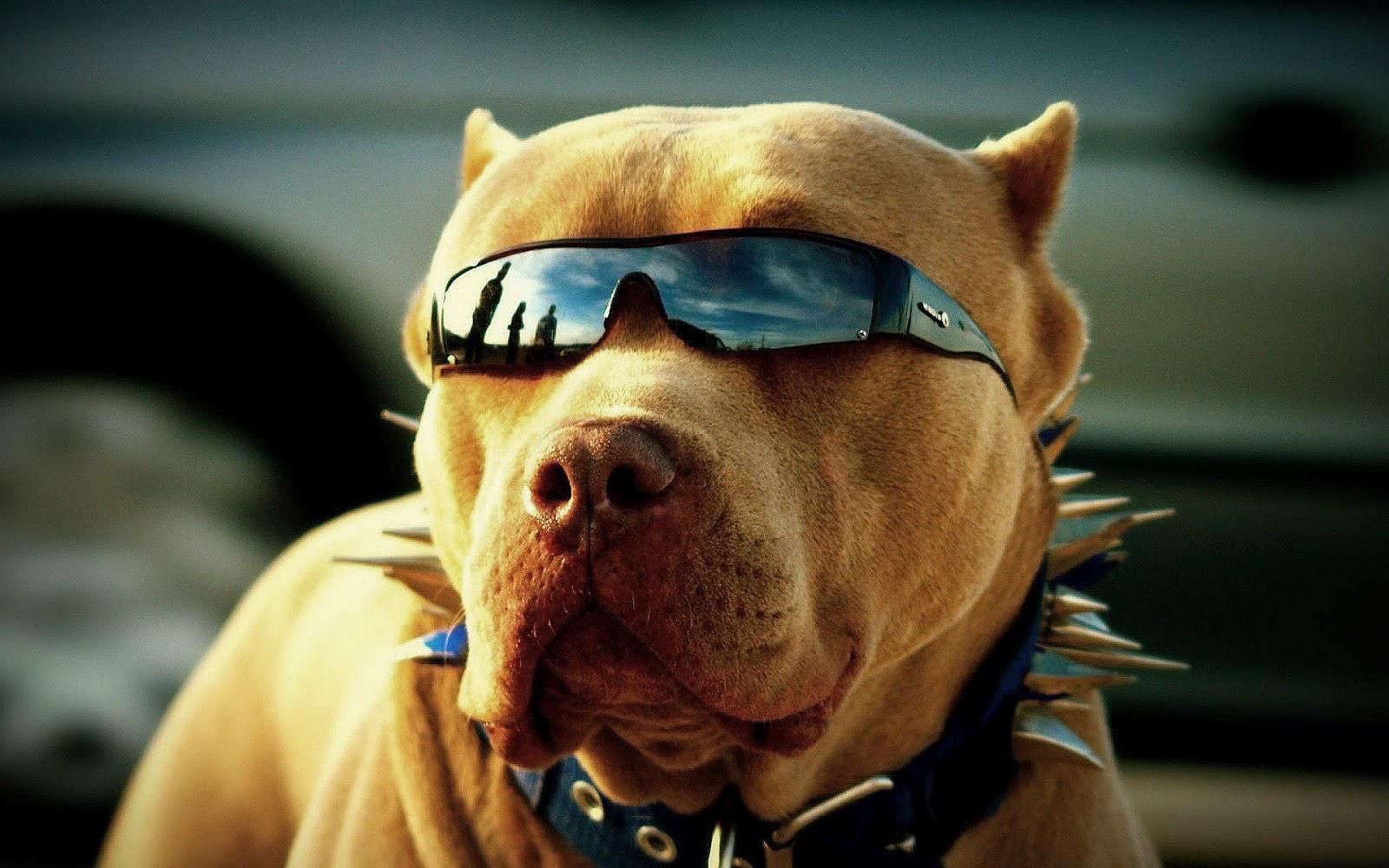 Hình ảnh chó Pit đeo kính