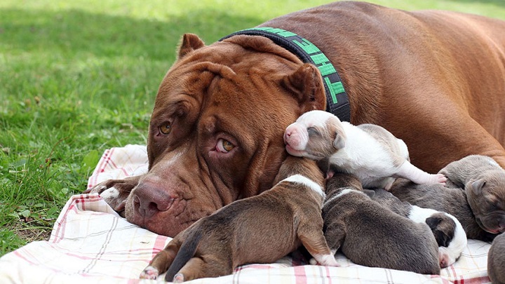 Những hình ảnh đẹp nhất về chó bulldog