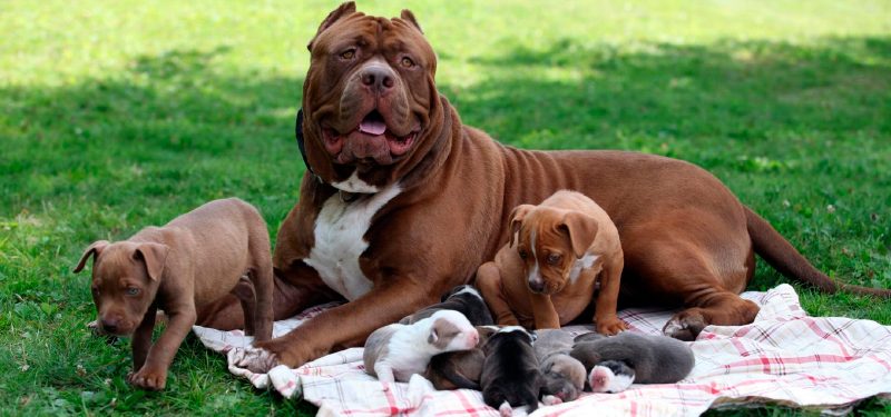 Hình ảnh chó Pitbull và đàn con