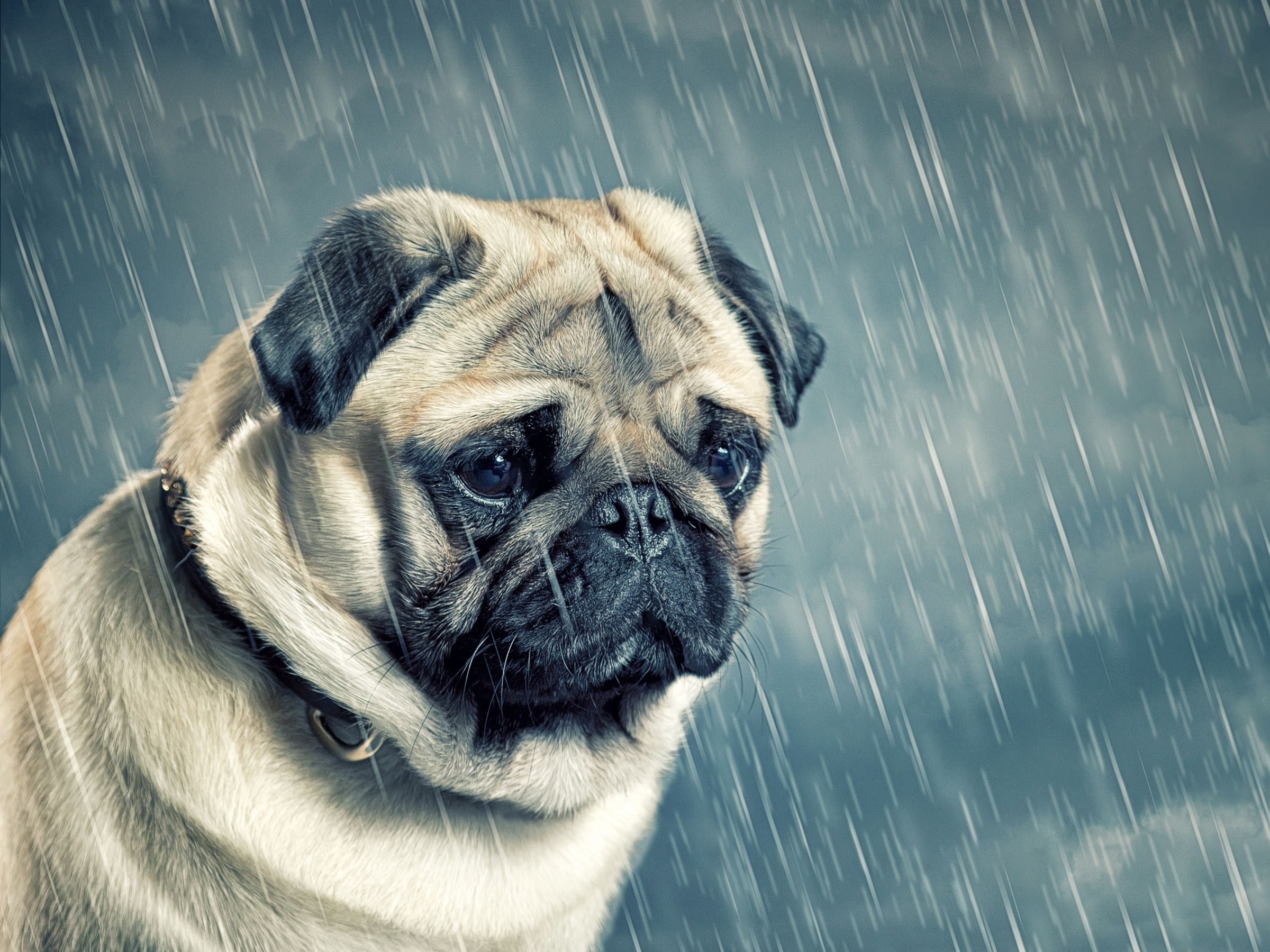 Hình ảnh chó pug buồn dưới mưa