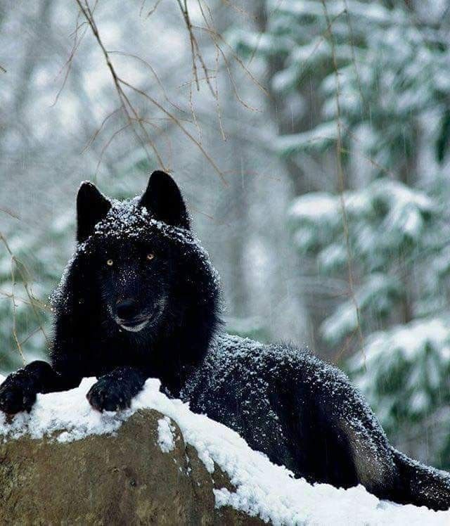hình ảnh sói đen