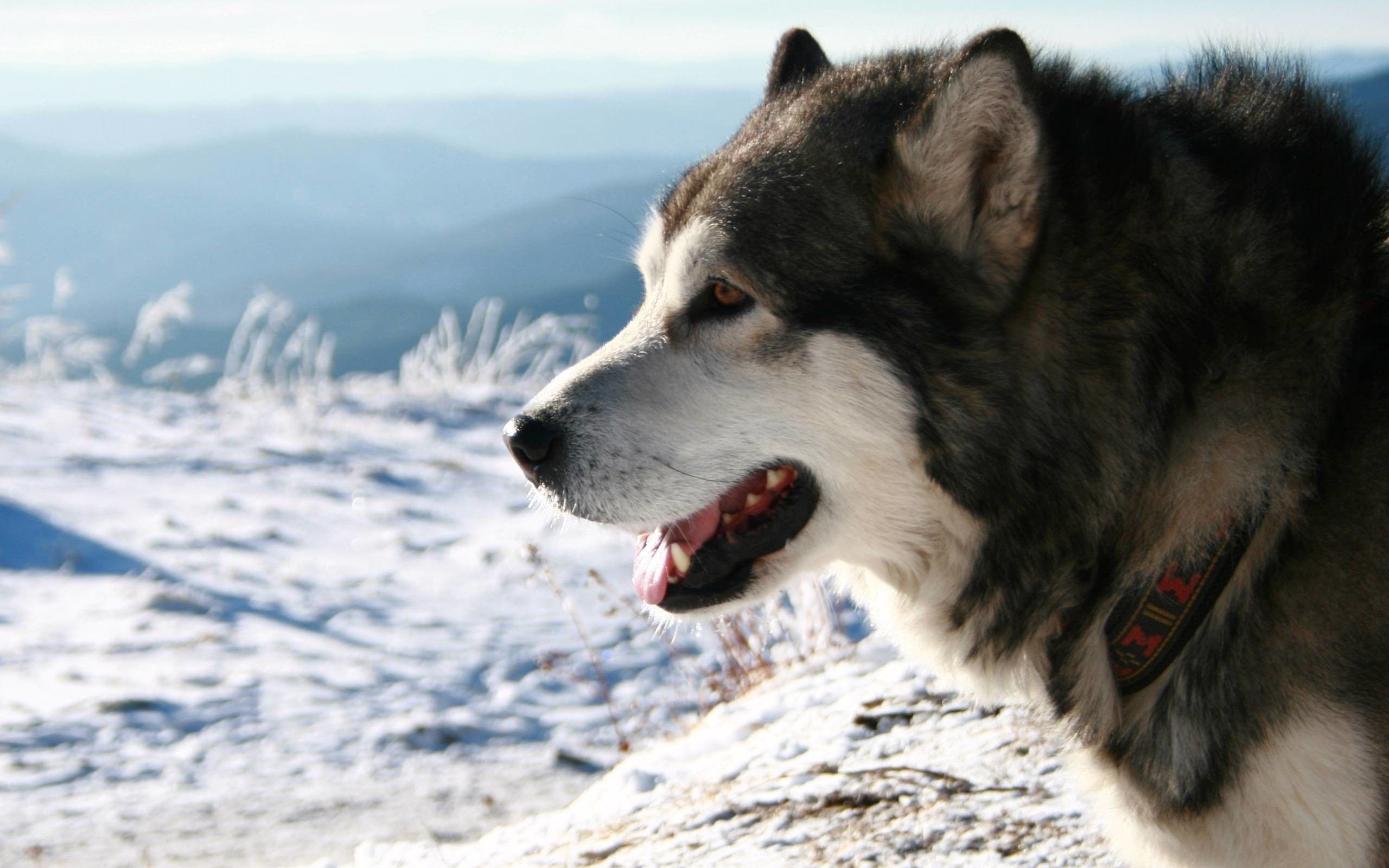 Hình ảnh chó Alaska 2K cực đẹp