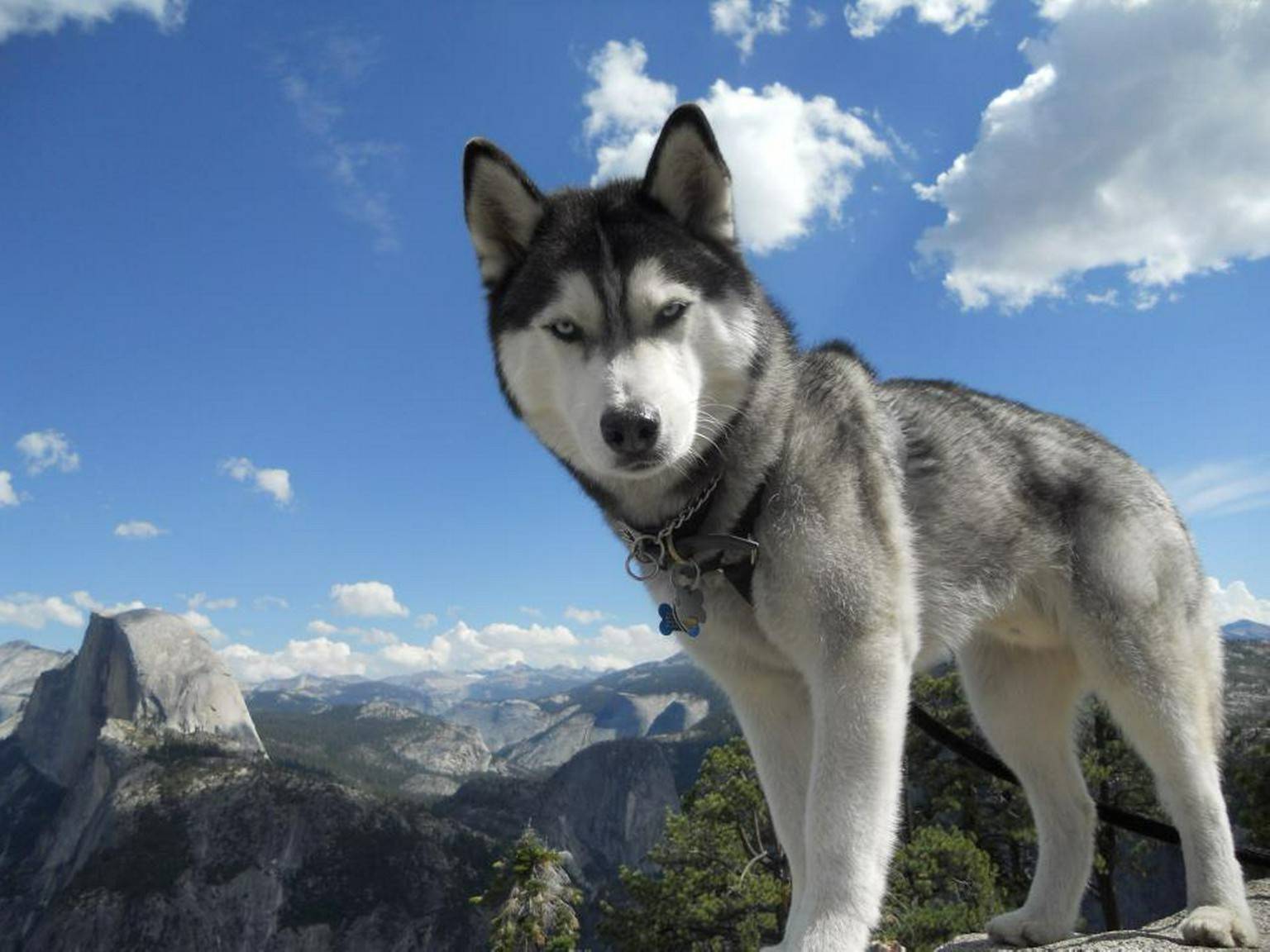 Hình ảnh chú chó Alaska chất lượng cao