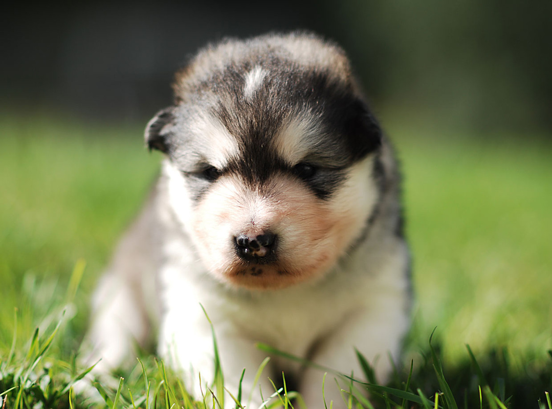 Hình ảnh chú chó Alaska cực cute