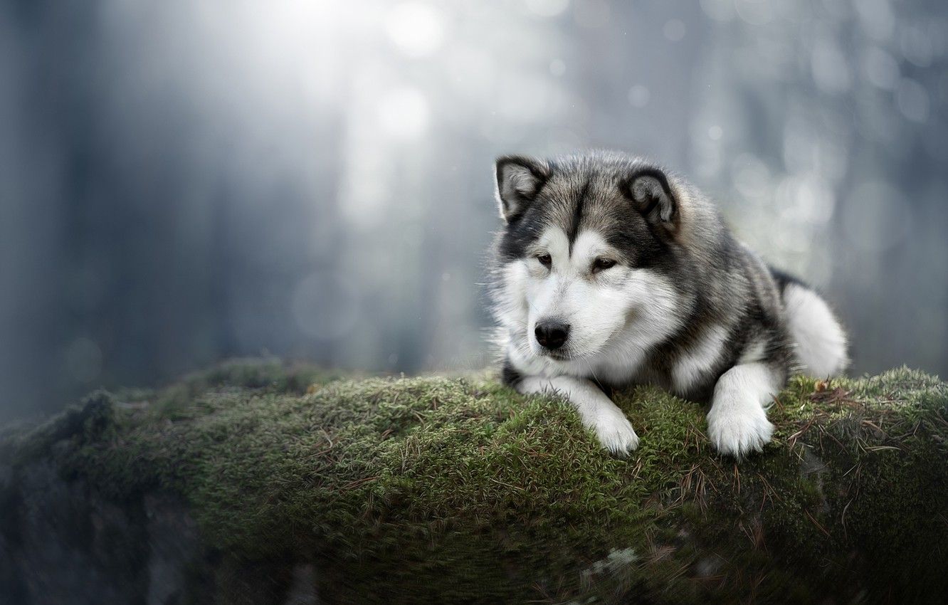 Hình ảnh chó Alaska cực đẹp