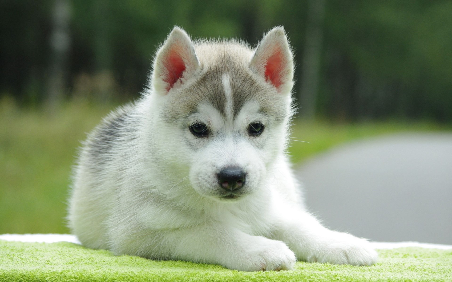 Hình ảnh chú chó Alaska đáng yêu nhất