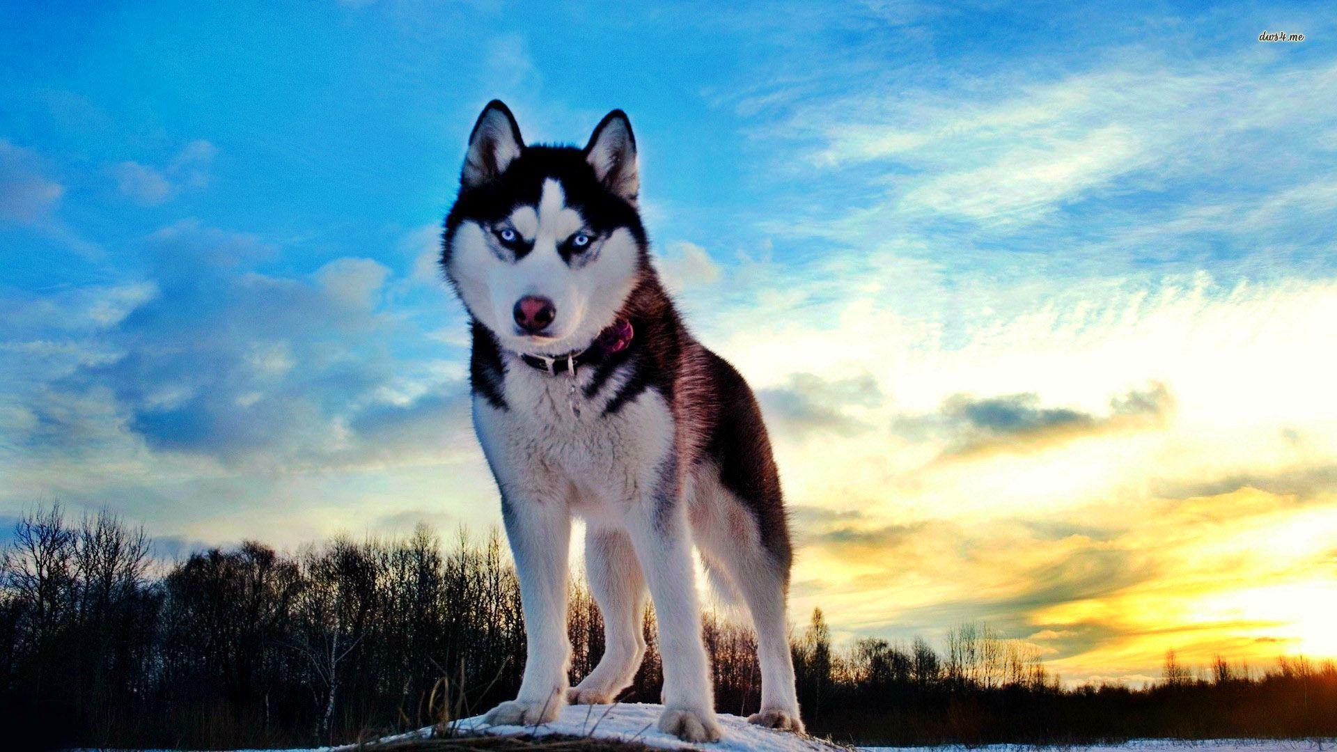Hình Ảnh Chó Alaska Dễ Thương Nhất