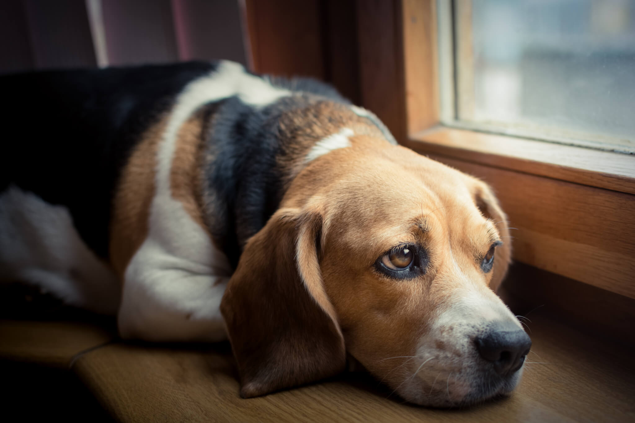 Hình ảnh chú chó buồn đưa mắt nhìn ra ngoài cửa sổ