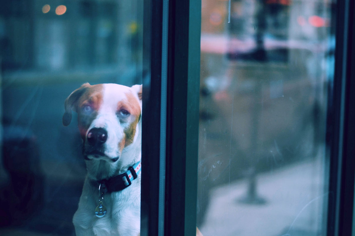 Hình ảnh chú chó buồn sau khung cửa kính
