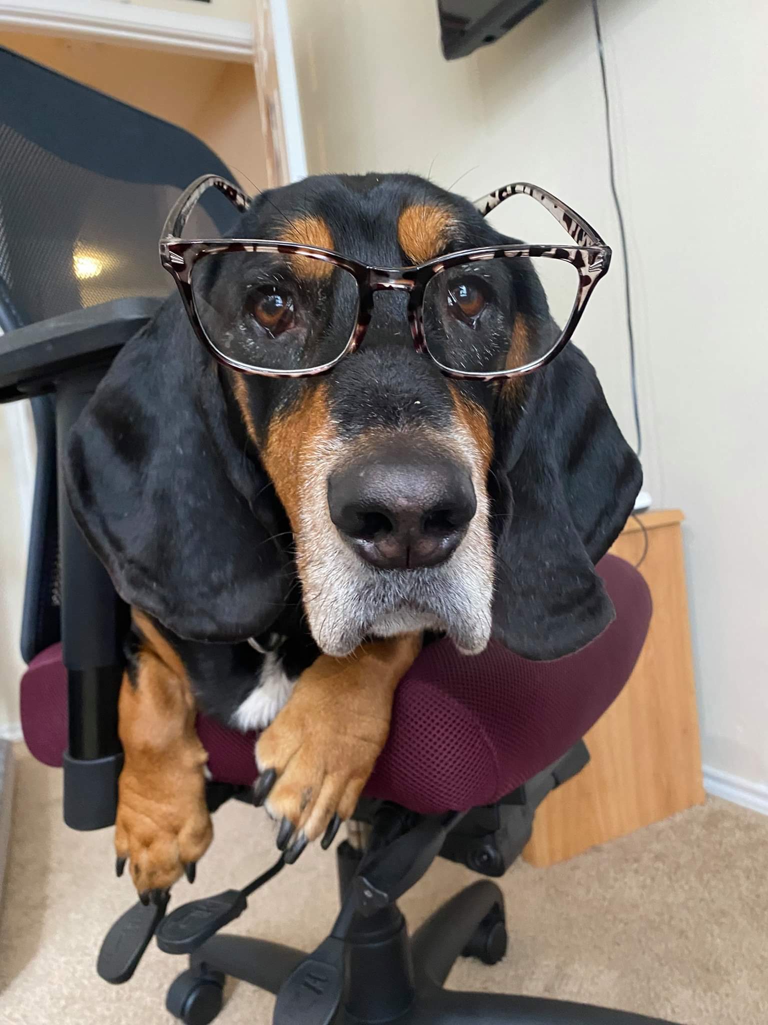 Hình ảnh chú chó đeo kính tri thức đẹp