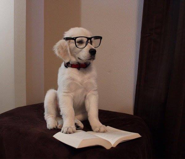 chú chó dễ thương đang đọc sách