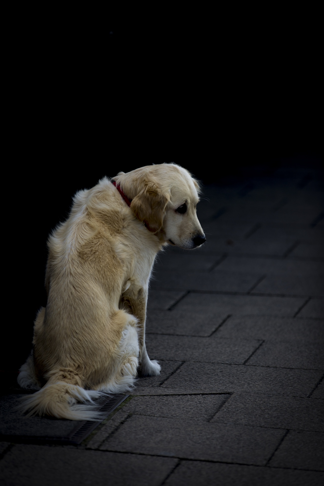 Hình ảnh con chó vàng đẹp và buồn