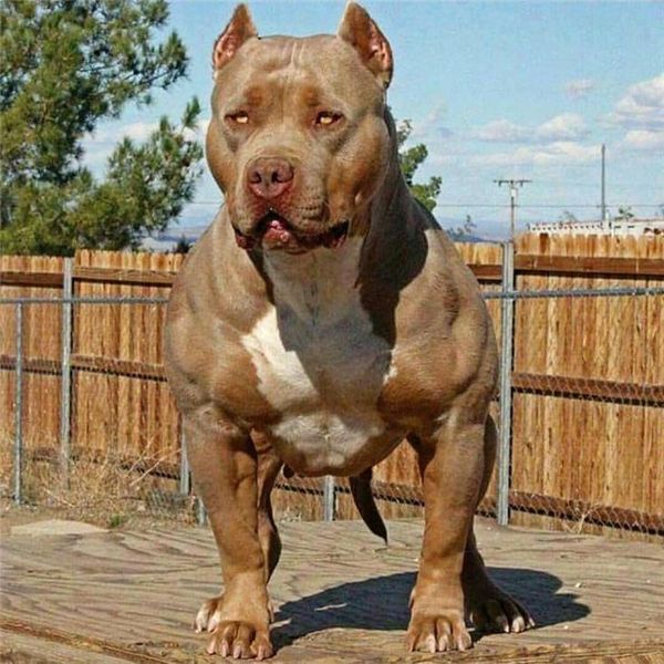 Hình ảnh chó bulldog cơ bắp đẹp