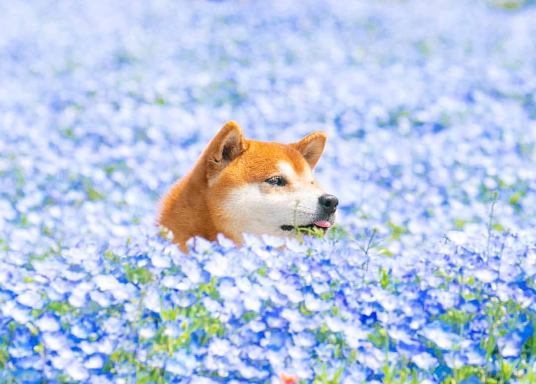 Hình ảnh chú chó Shiba cực cute, đáng yêu