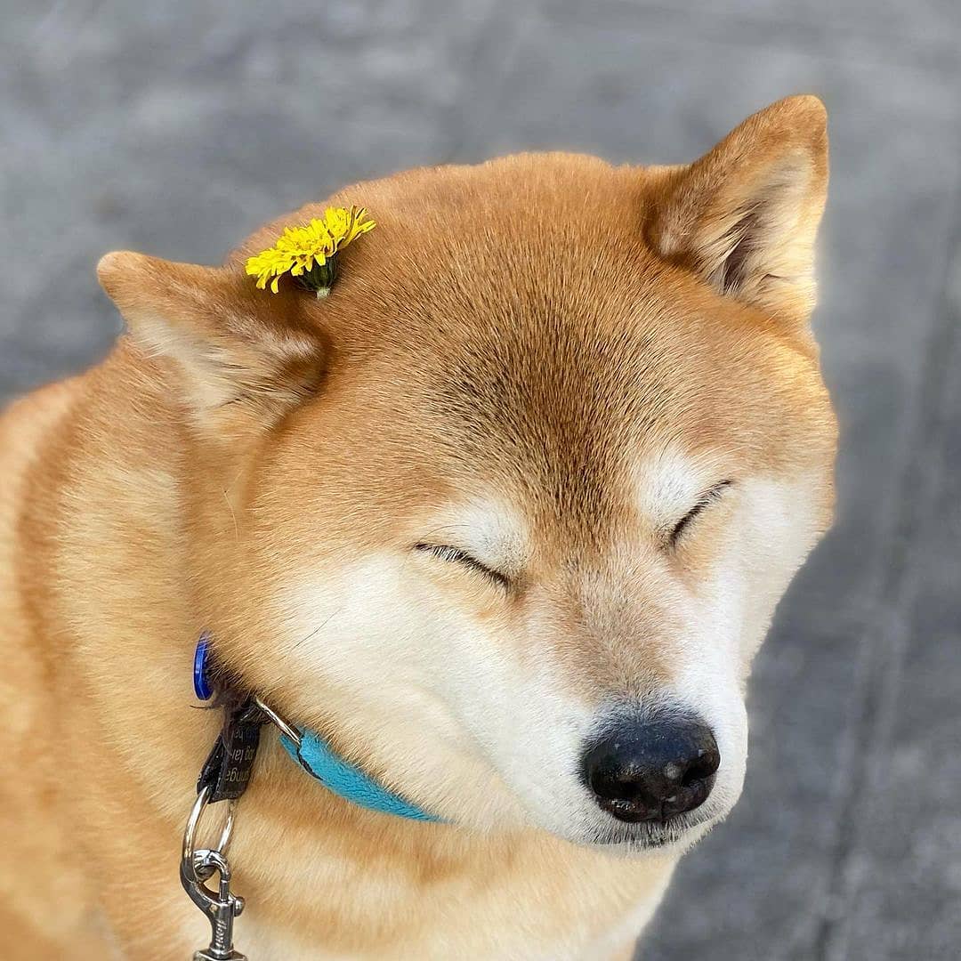 Hình ảnh chú chó Shiba cực cute