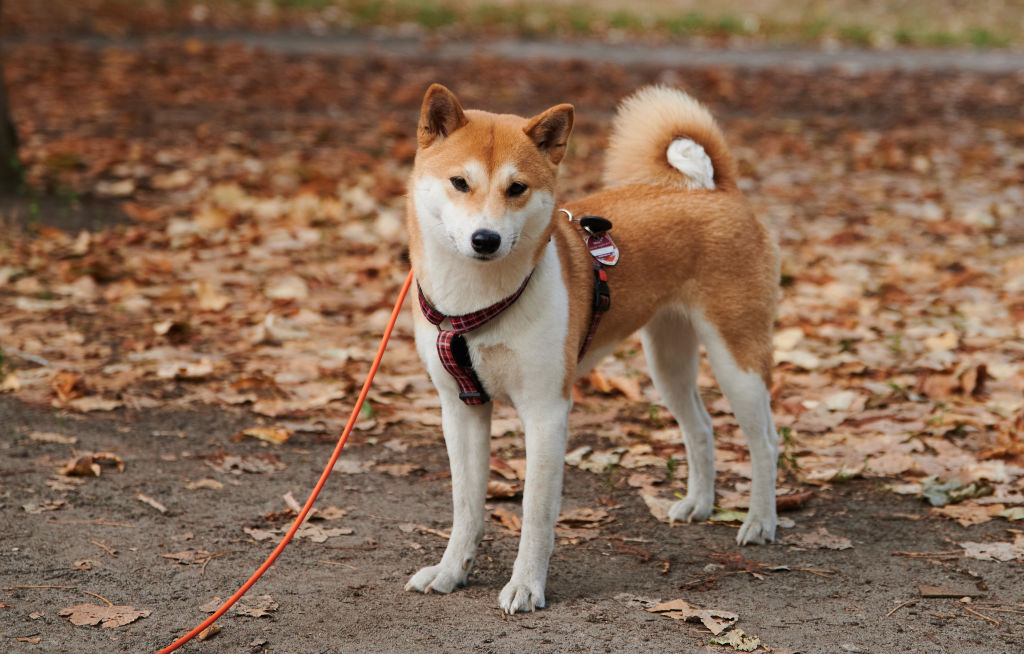 Hình ảnh chó Shiba dễ thương