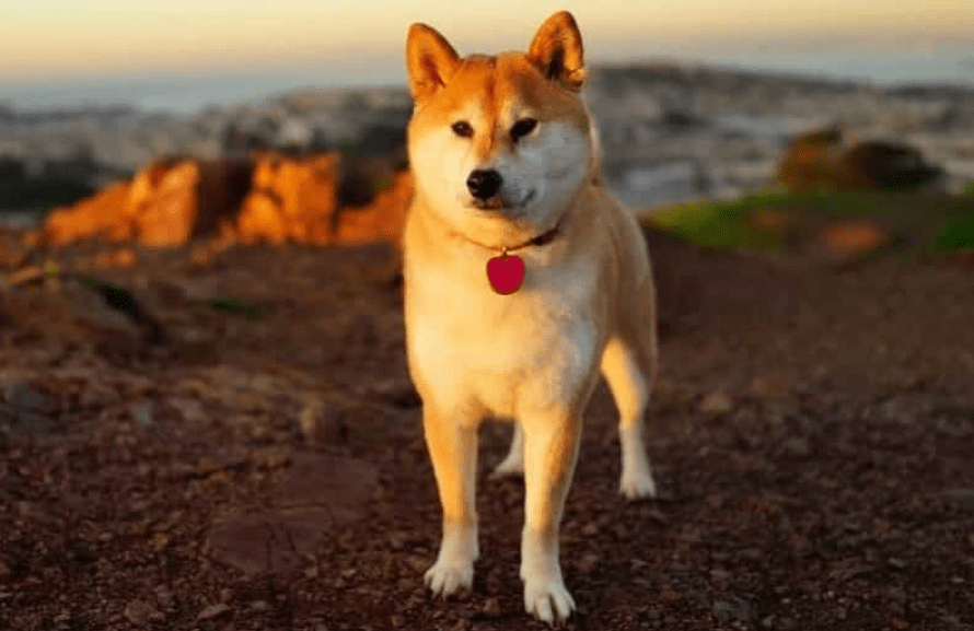 Hình ảnh Chú chó Shiba đẹp nhất