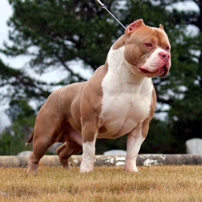 Hình ảnh một chú chó pitbull cơ bắp
