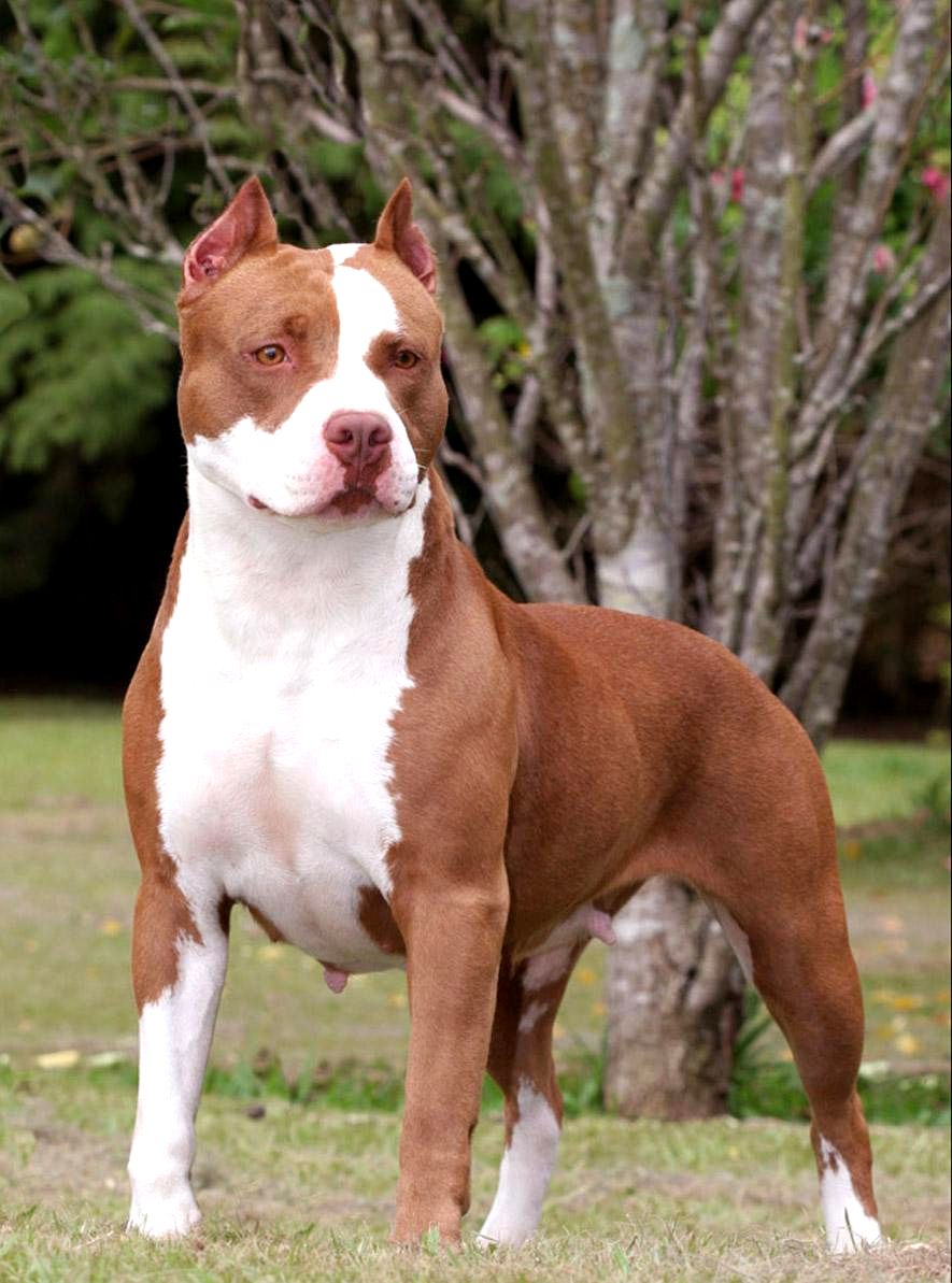 Hình ảnh đẹp nhất của chó Pitbull