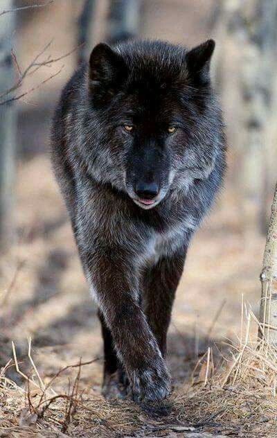 hình ảnh sói đen mát mẻ