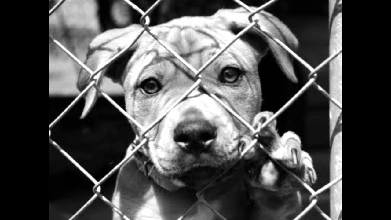 Hình ảnh con chó buồn trong tù