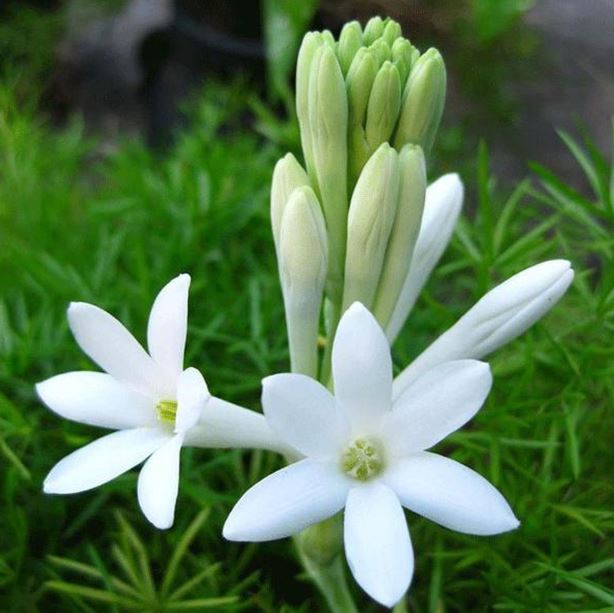 Lily - loài hoa của vẻ đẹp thuần khiết