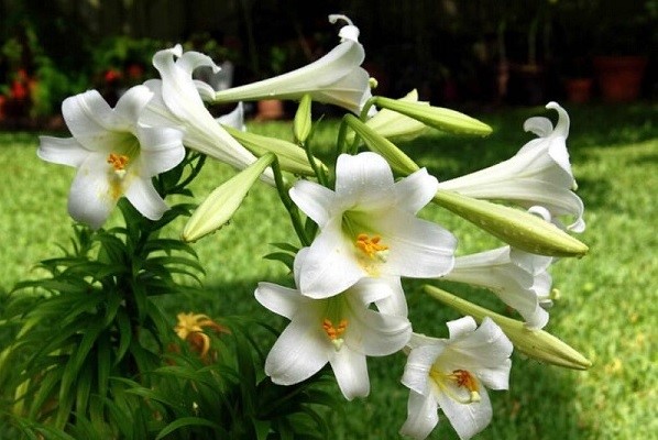 Hoa Lily: Đặc điểm, ý nghĩa và cách chăm sóc hoa Lily đúng cách