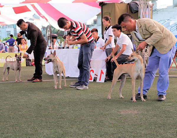 Các cuộc thi chó, chứng nhận giống để cấp giấy F0, F1, F2 cho chó Phú Quốc và các dòng chó khác.