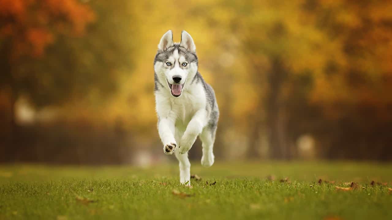 Husky loài chó ngáo ngơ nhất quả đất  Lạ vui  Việt Giải Trí