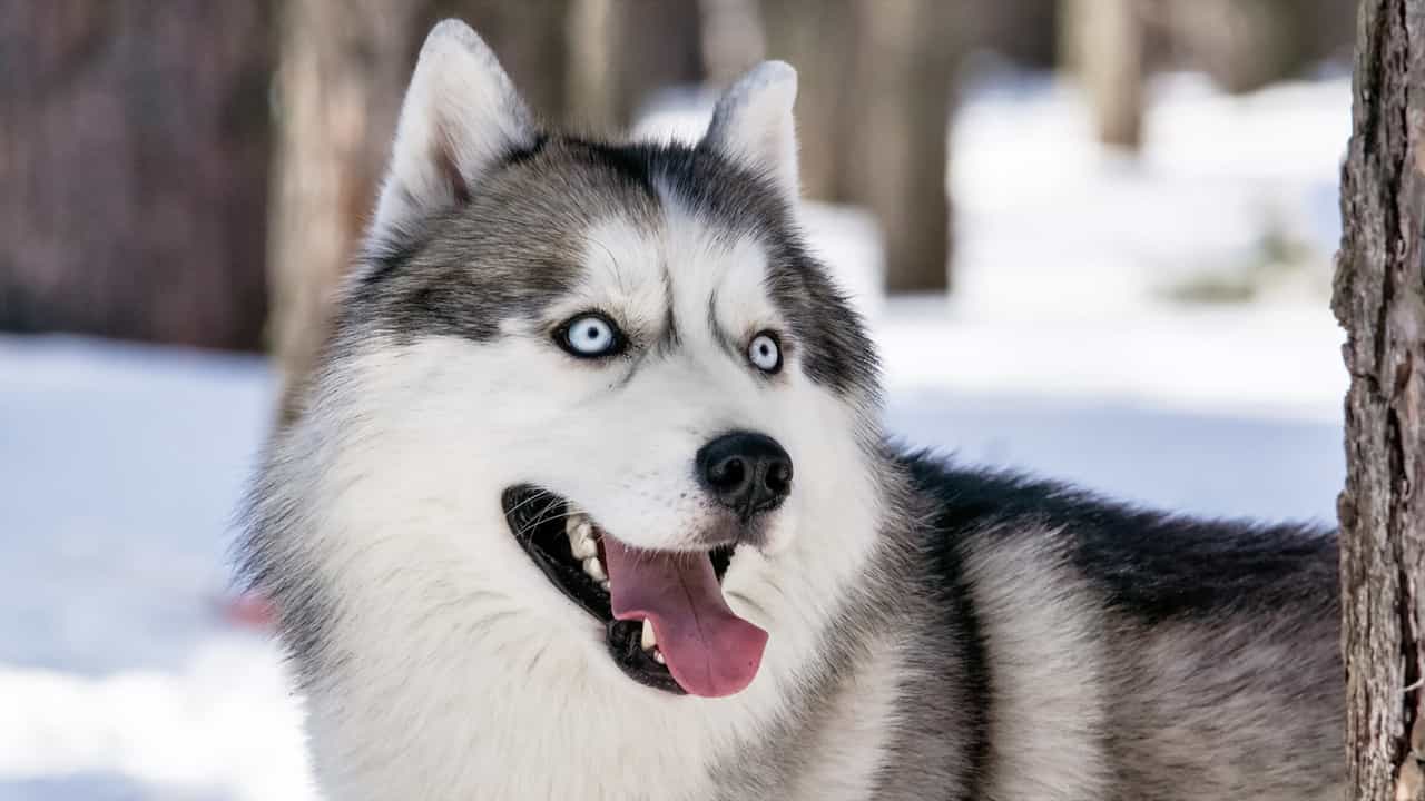 Màu mắt xanh lục của chó Husky