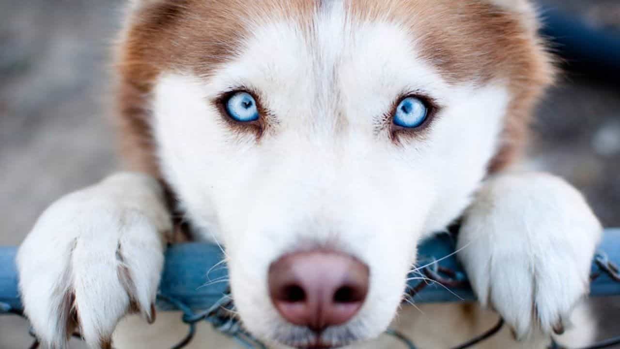 Màu mắt xanh của chó Husky thật độc đáo