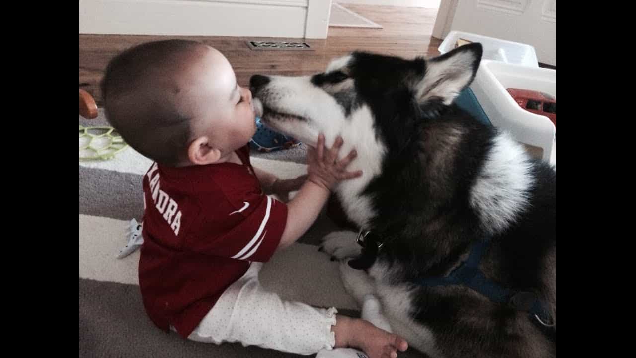 Chó Husky rất quý những trẻ em