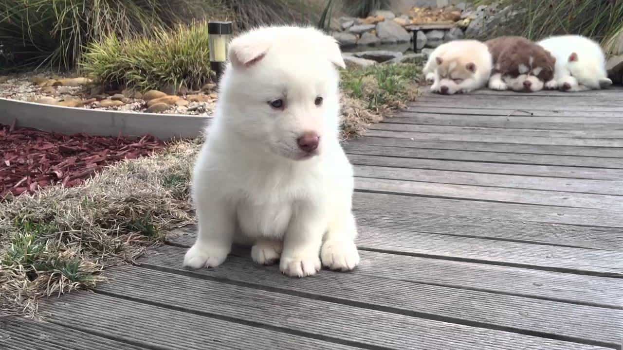 Chó Husky trắng nhỏ