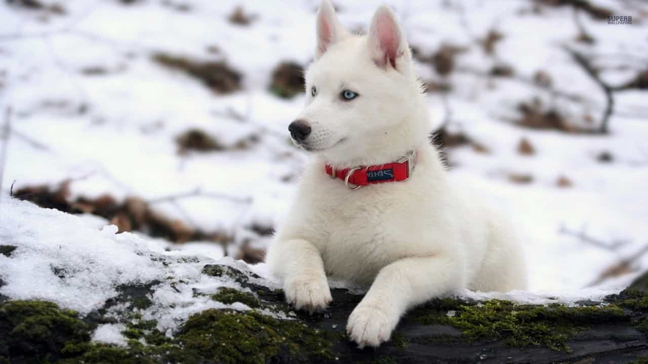 Husky lông trắng và tuyết