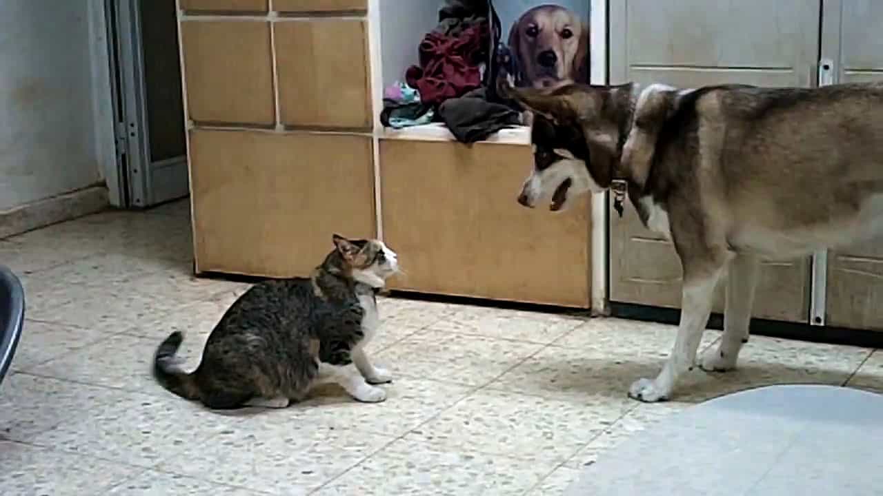 Chó Husky nô đùa với mèo