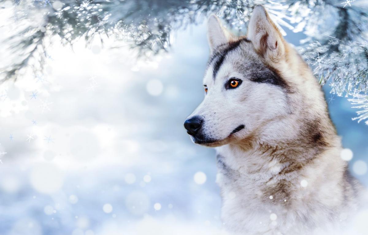 Bộ hình nền chó Husky đẹp và dễ thương dành cho desktop