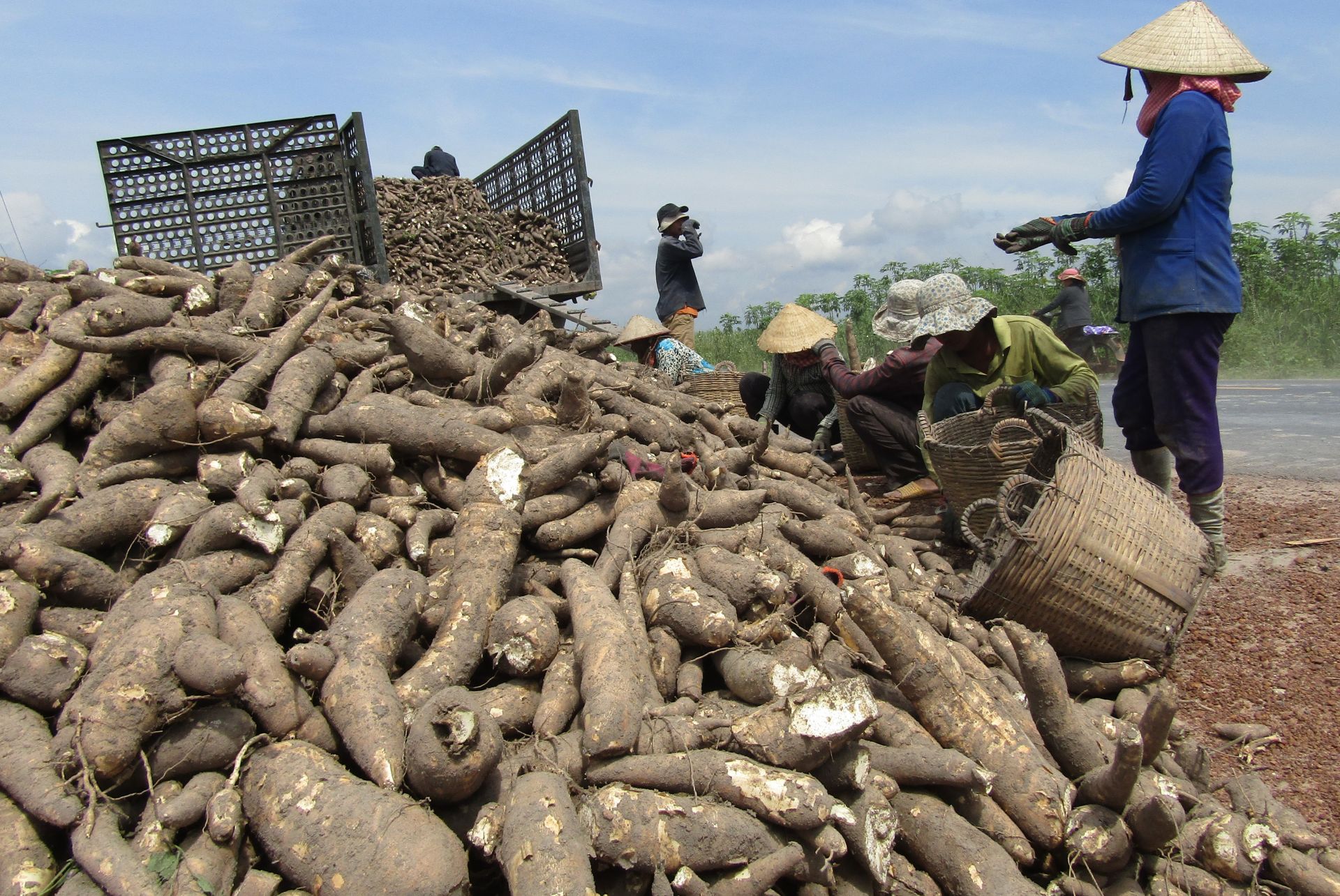 Làm gì để ngành công nghiệp chế biến khoai mì phát triển bền vững ? - Báo Tây Ninh Online